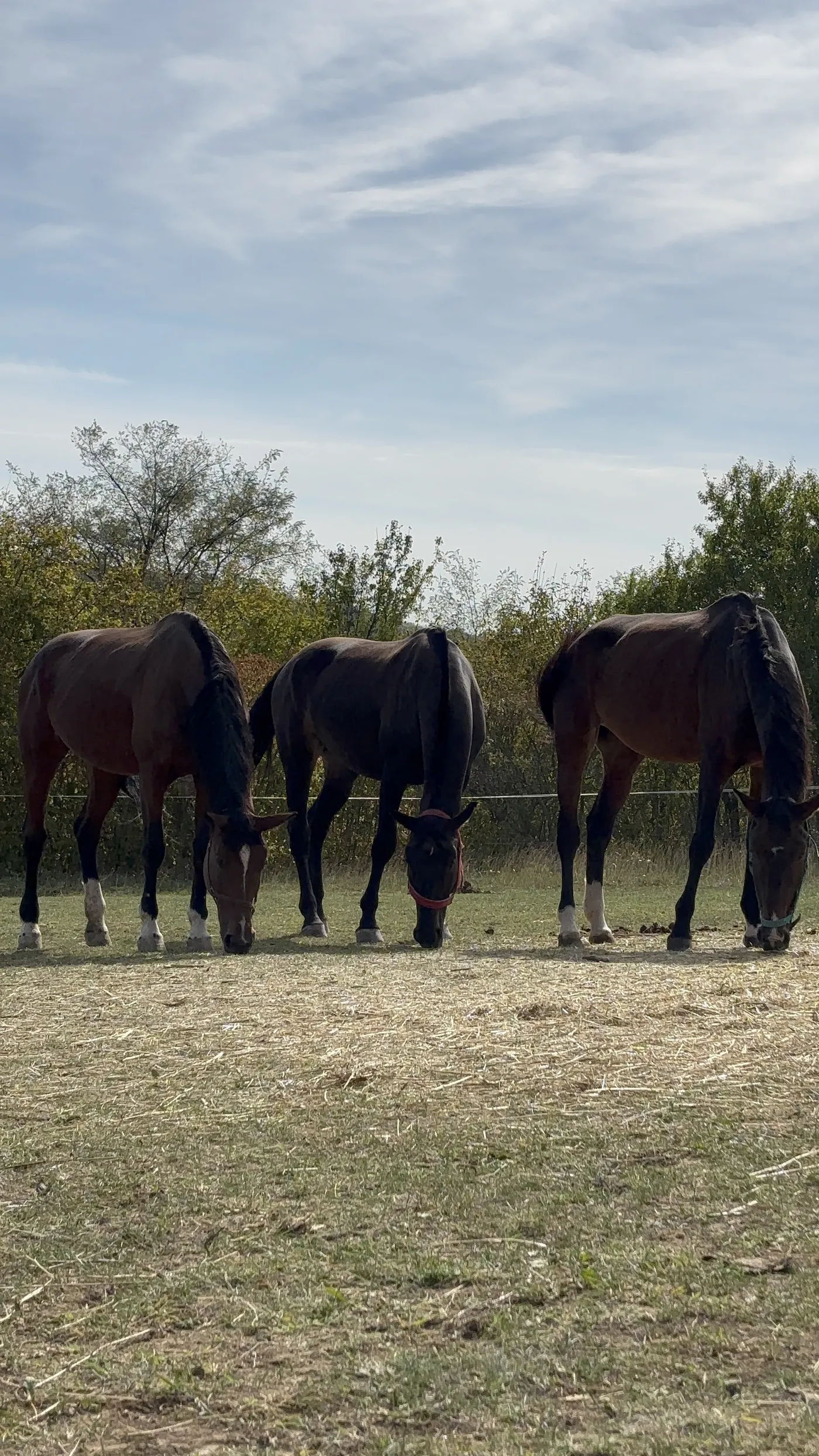 Három ló egymás mellett