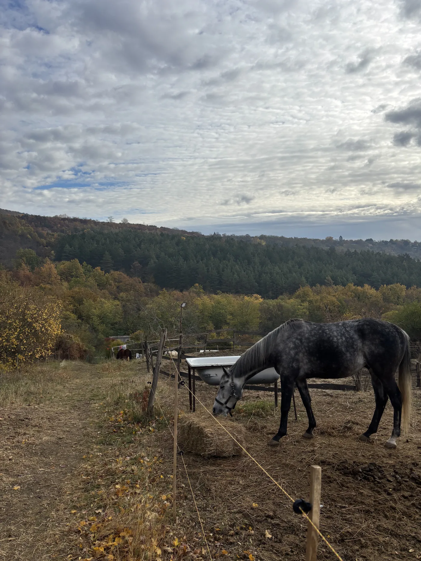 Egy ló a háttérben szép kilátással