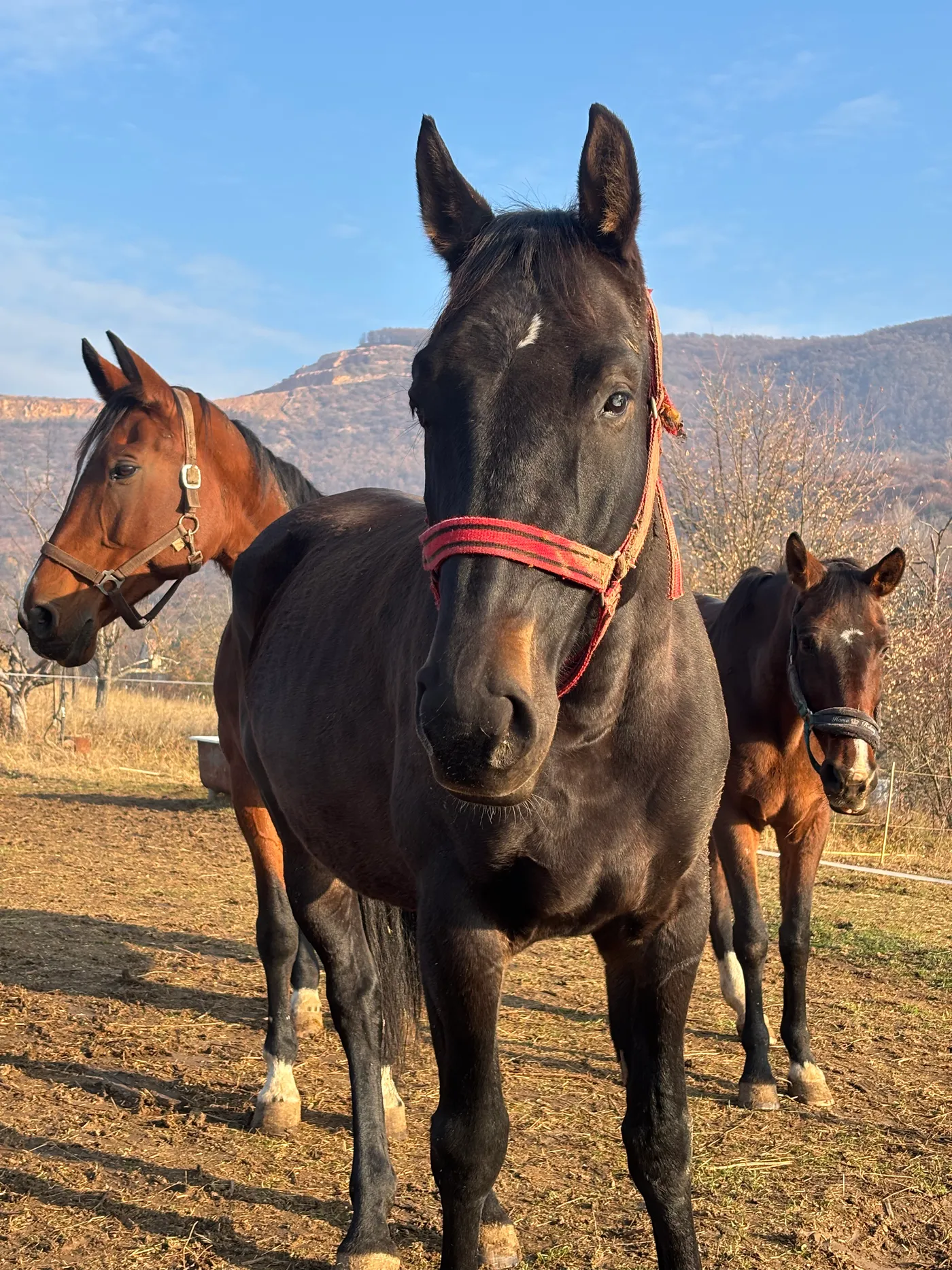 Három ló egy pillanat képen
