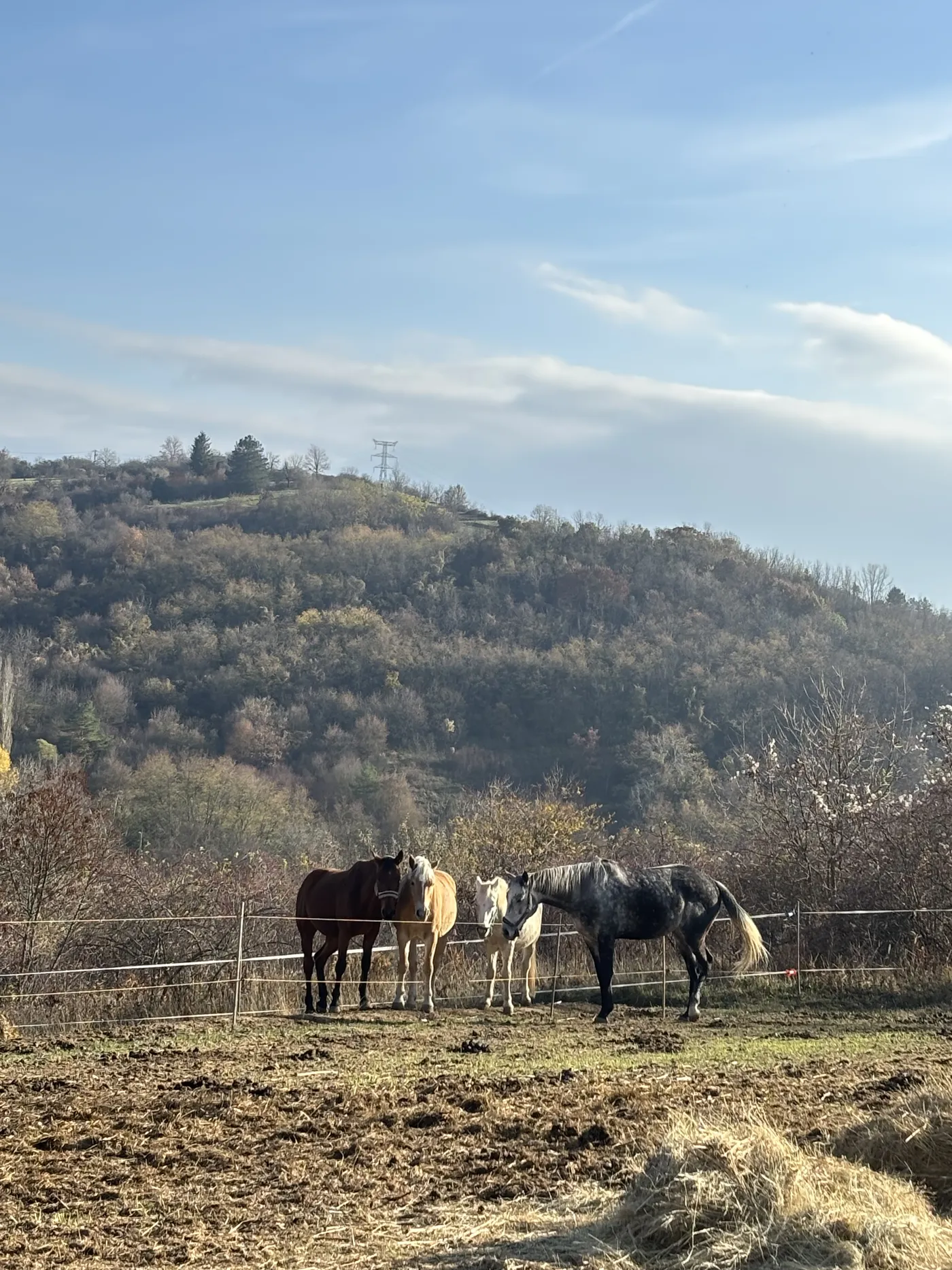 Gyönyörű kilátás négy ló mögött