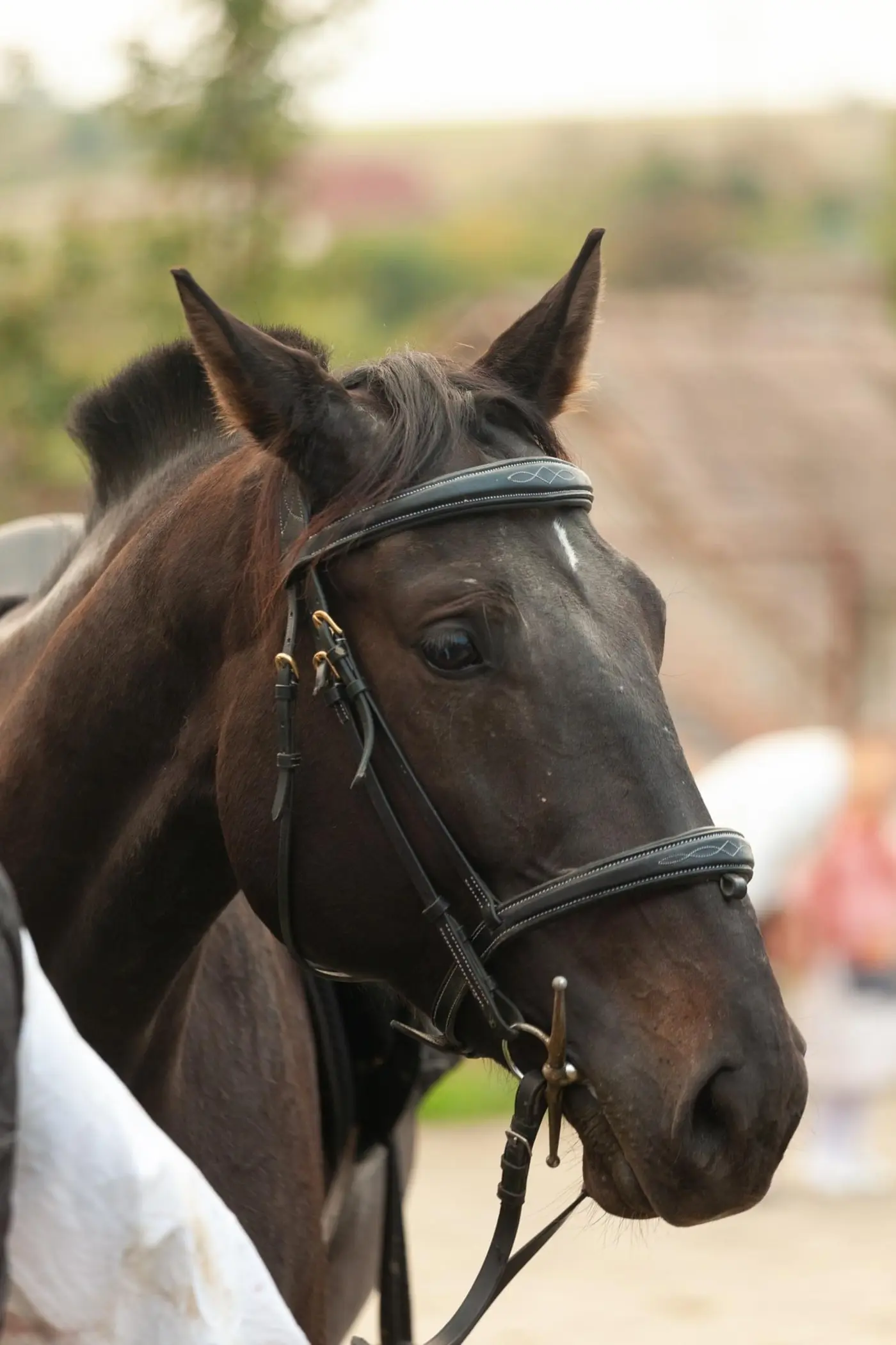 Közeli kép egy barna ló fejéről