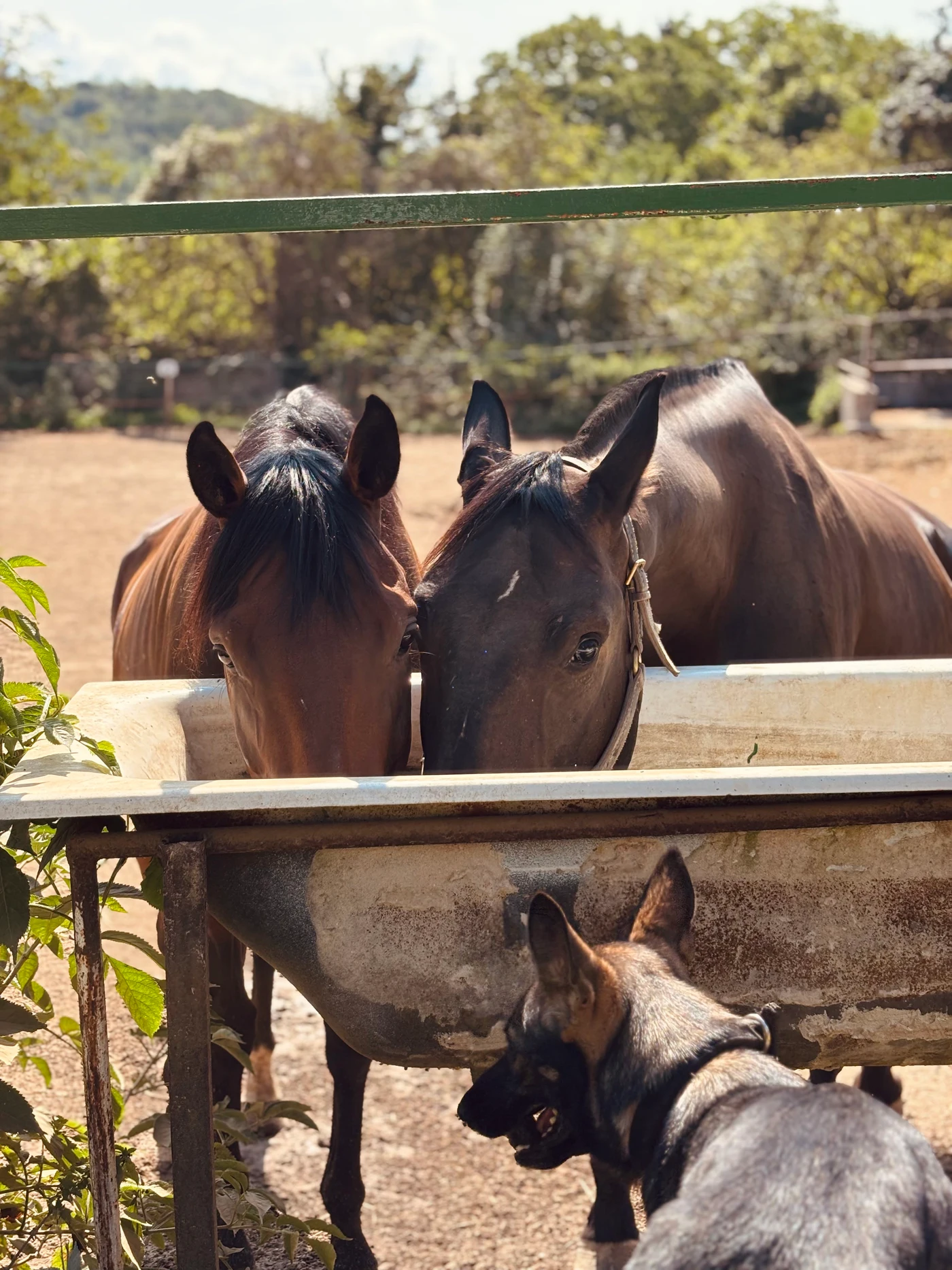 Két ló iszik az itatóból