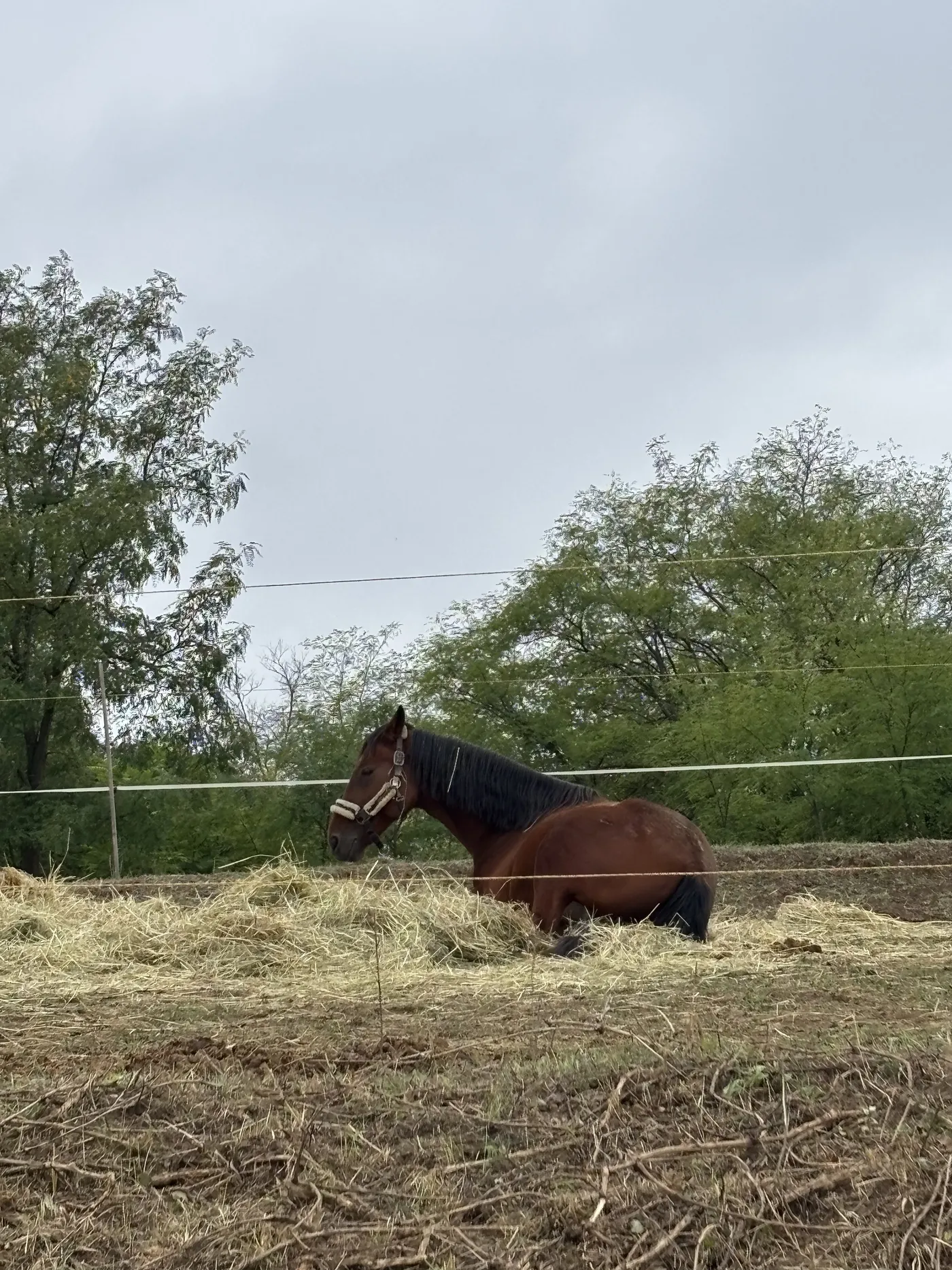Ló a széna közepén