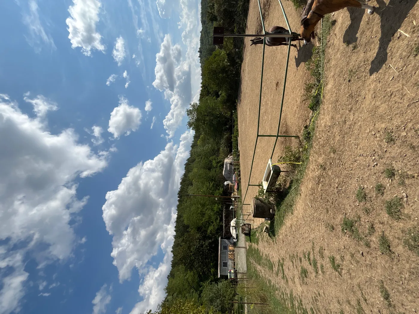 Lovardáról egy kép