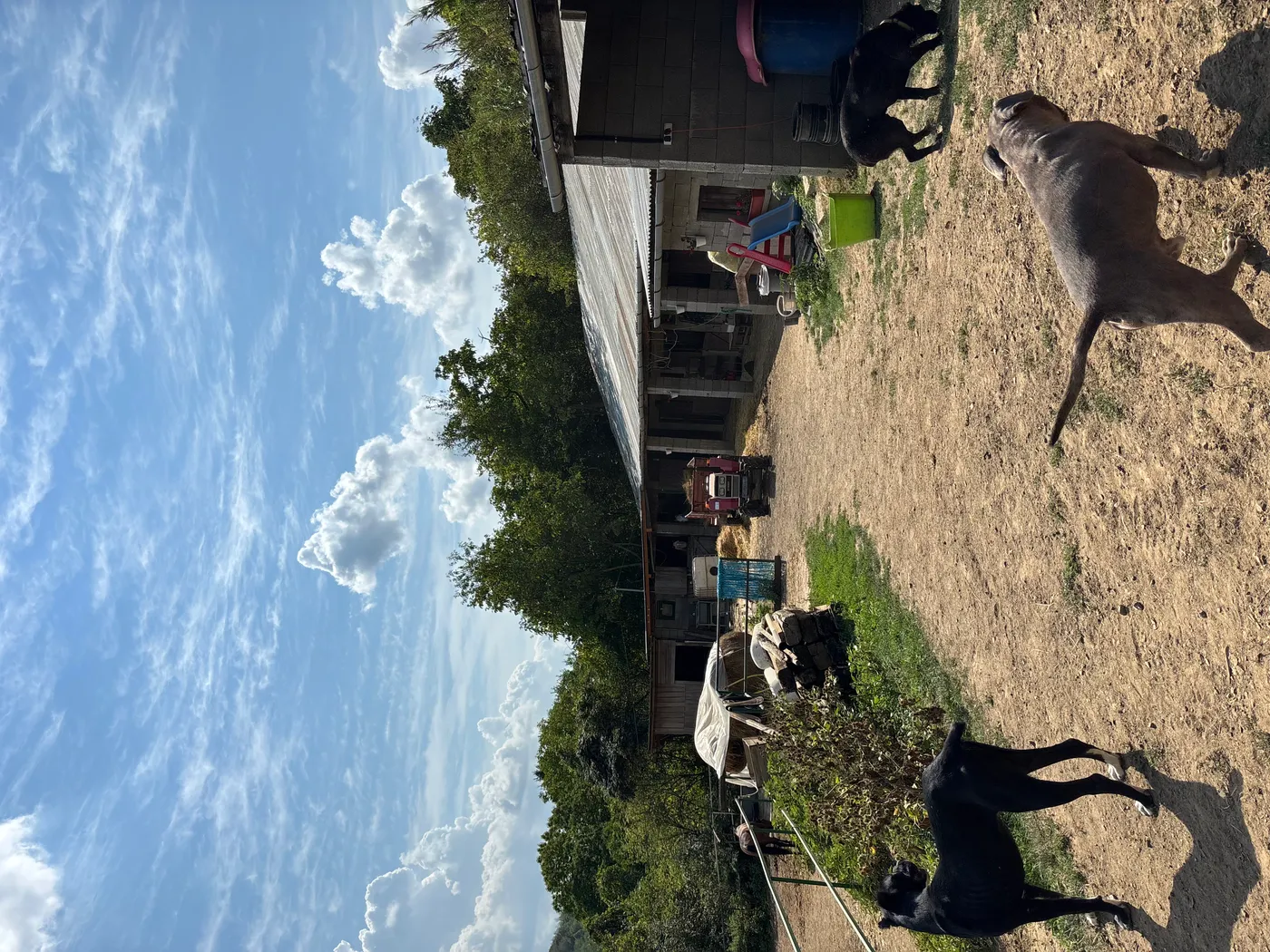 Lovardáról egy kép