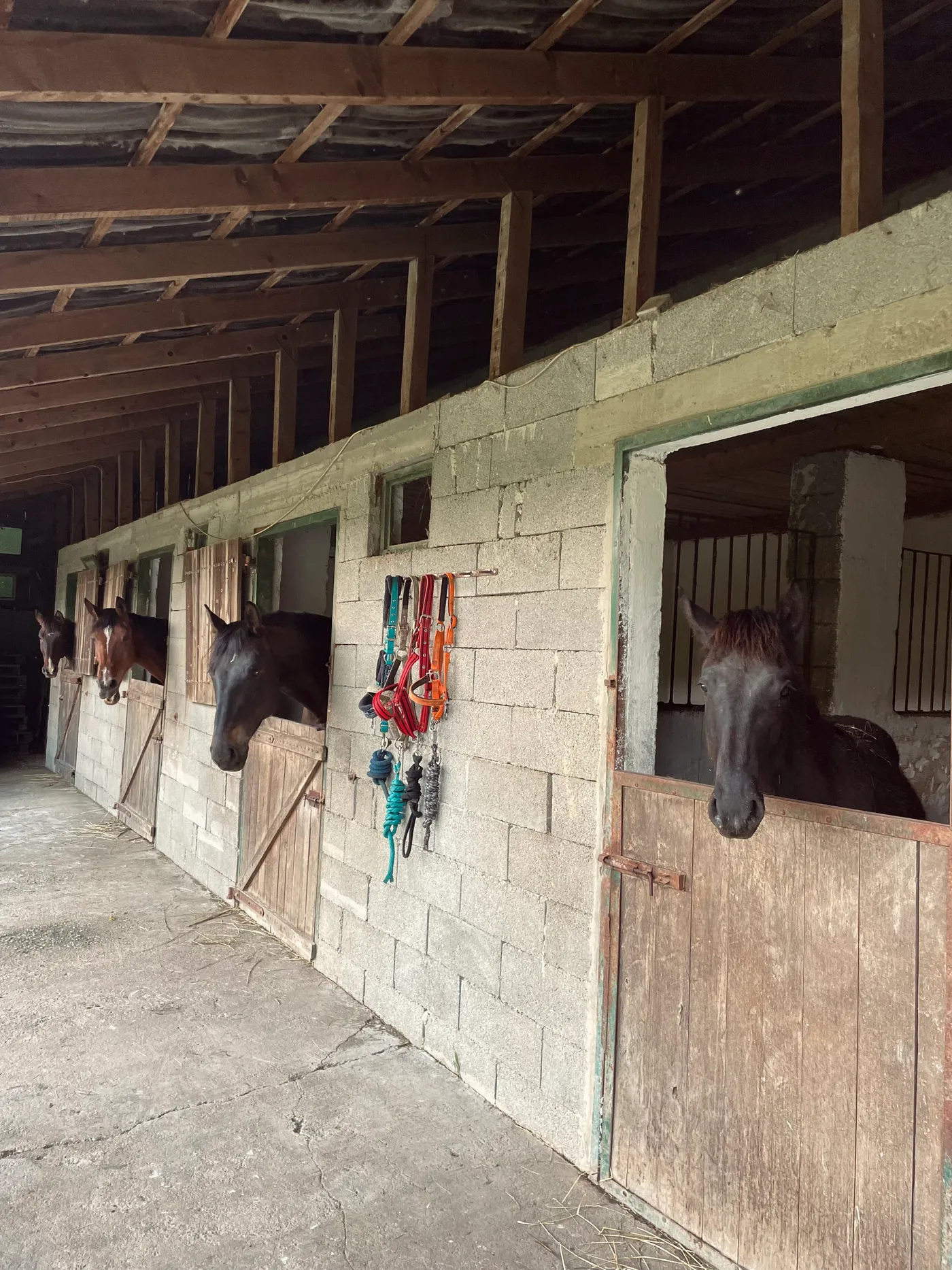 Bértartás, a lovardáról egy kép, ahogy a lovak a boxokban pihennek.