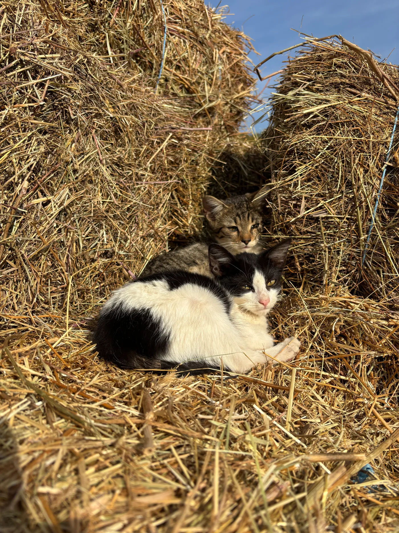 Cica a szénabálán