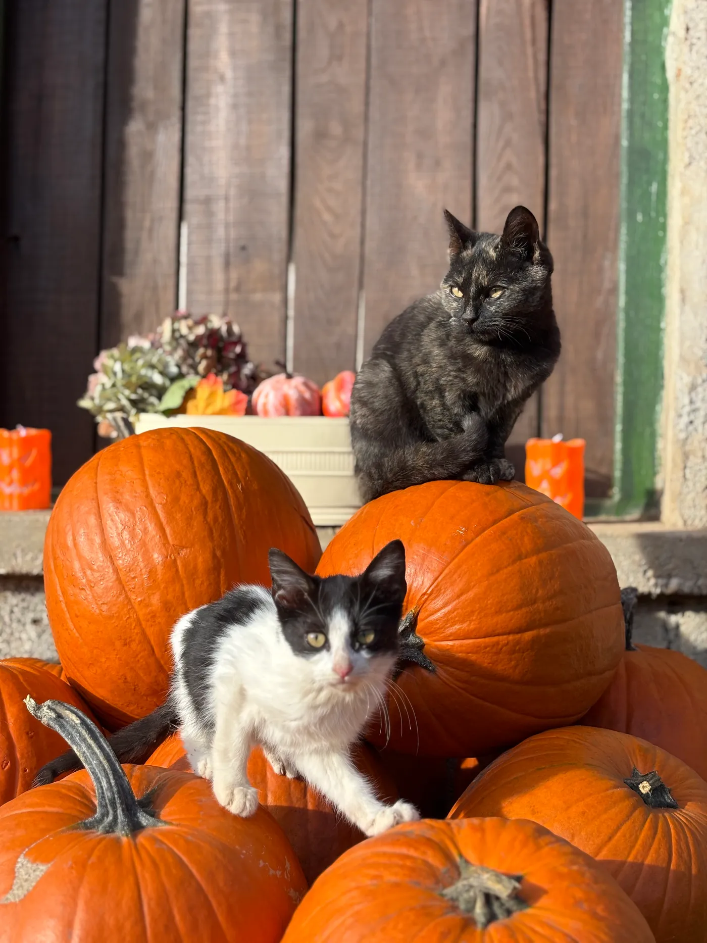 Cicák a tökök között Halloweenkor