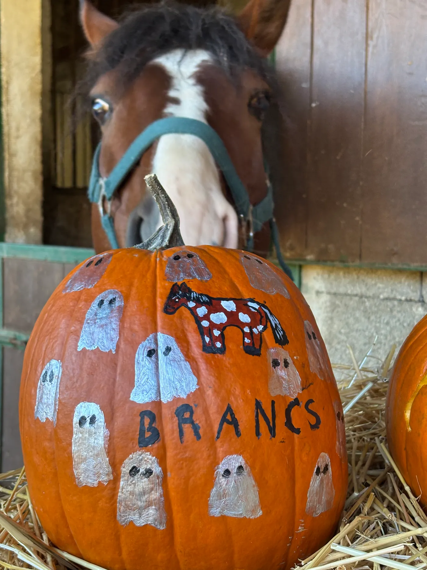 Halloween tök a lovardában
